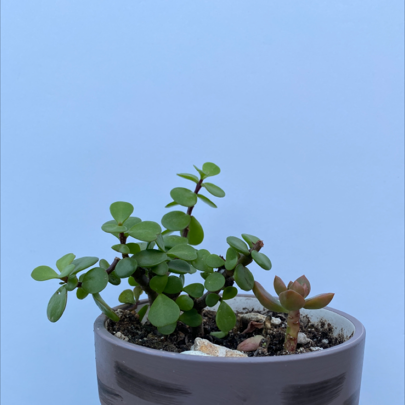 Elephant Bush plant photo by @mjohnson named tubbo on Greg, the plant care app.