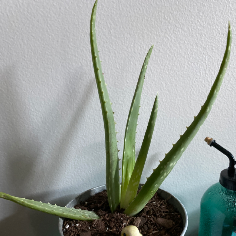 Aloe vera plant photo by @mjohnson named alosa on Greg, the plant care app.