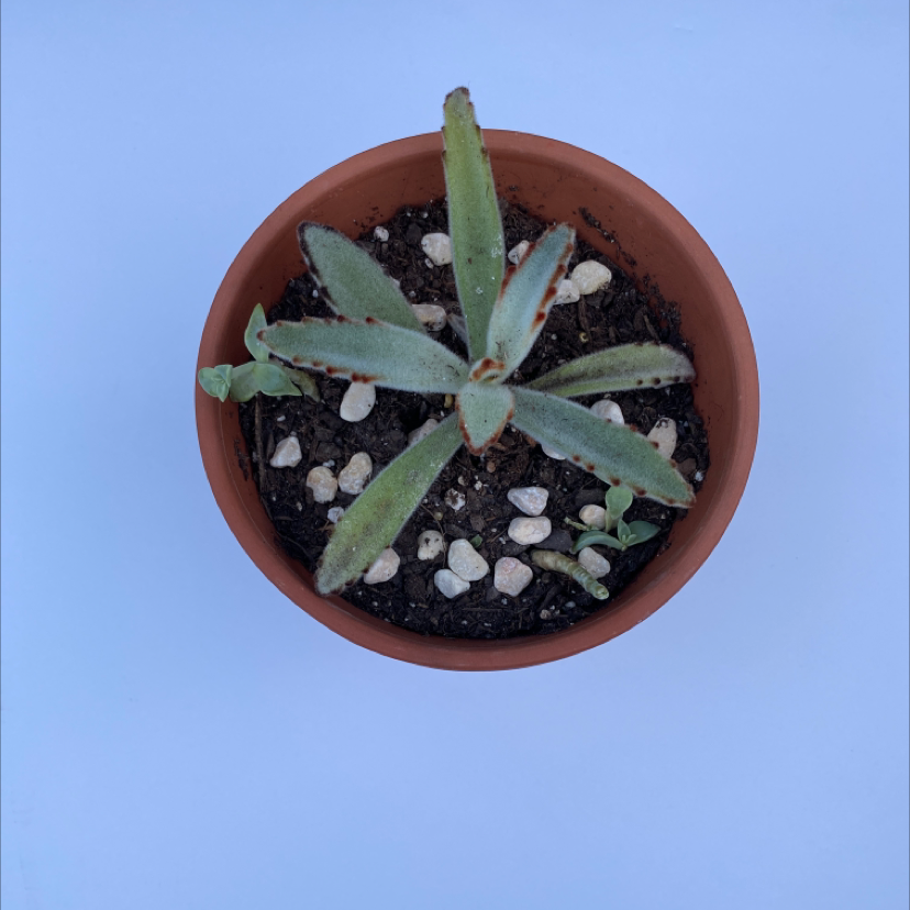 Panda Plant plant photo by @mjohnson named fuzzy on Greg, the plant care app.