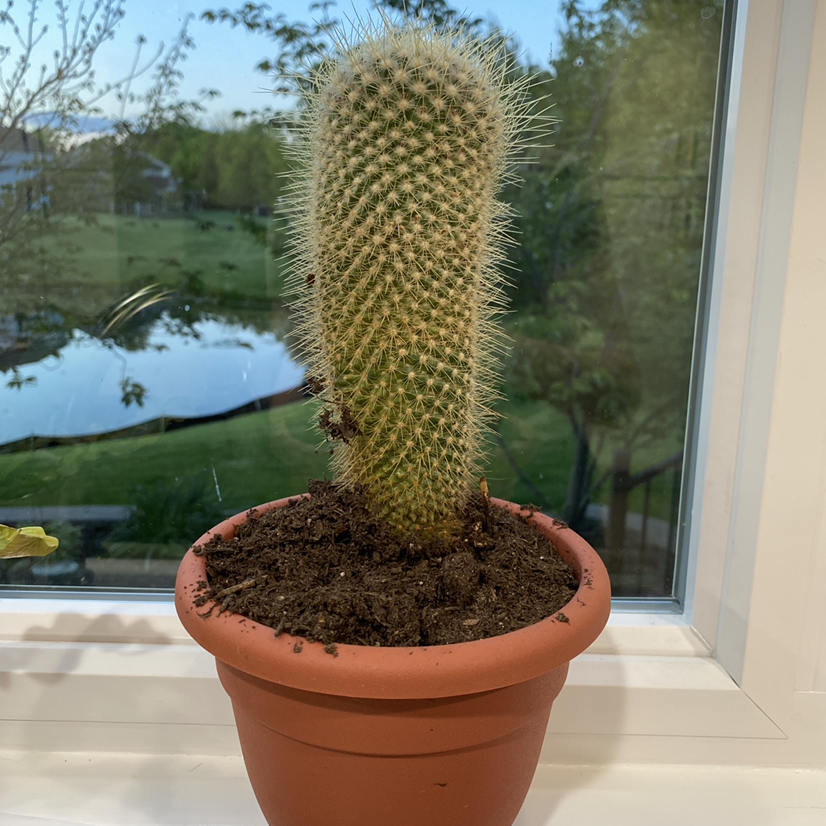 Potted Golden Snakecactus on a windowsill with visible soil.