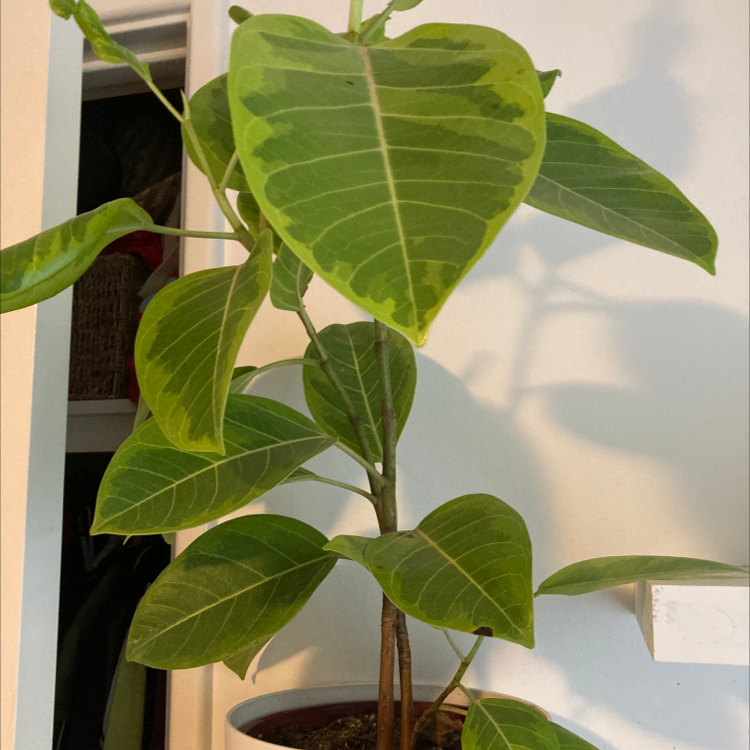 Healthy Council Tree plant with large green leaves in a pot indoors.