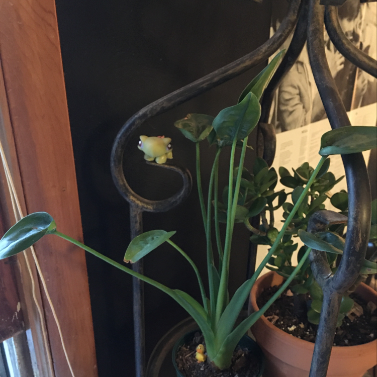 Indoor potted Tiny Dancer plant with green leaves near a window.