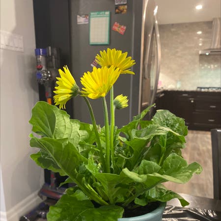 Photo of the plant species leopard's bane by Abigail named sunny on Greg, the plant care app