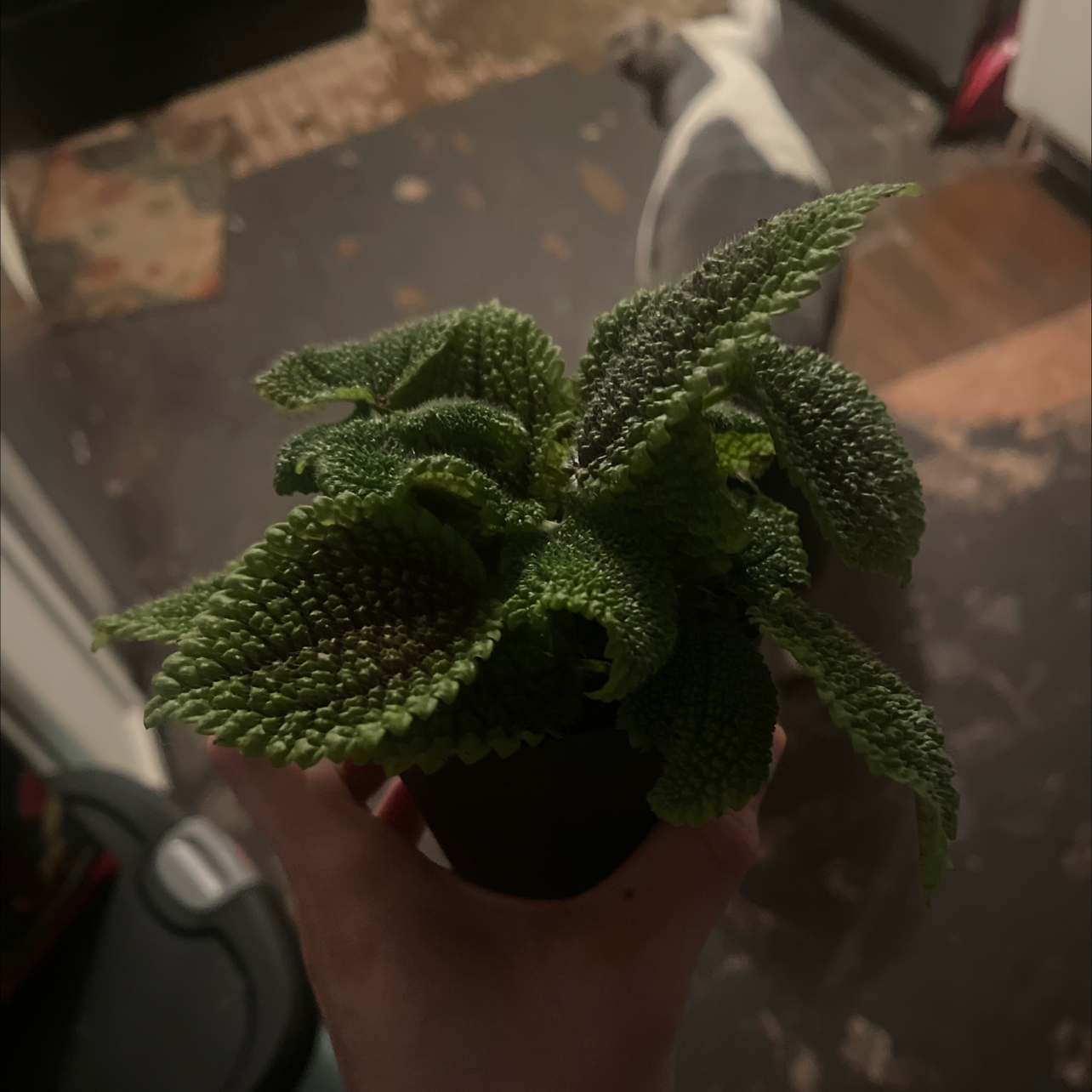 Pilea mollis plant with textured green leaves, held by a hand.