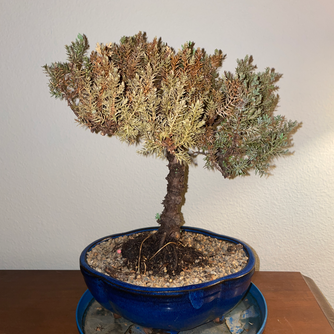 Why Does My Japanese Garden Juniper Have Yellow Leaves? 🍂