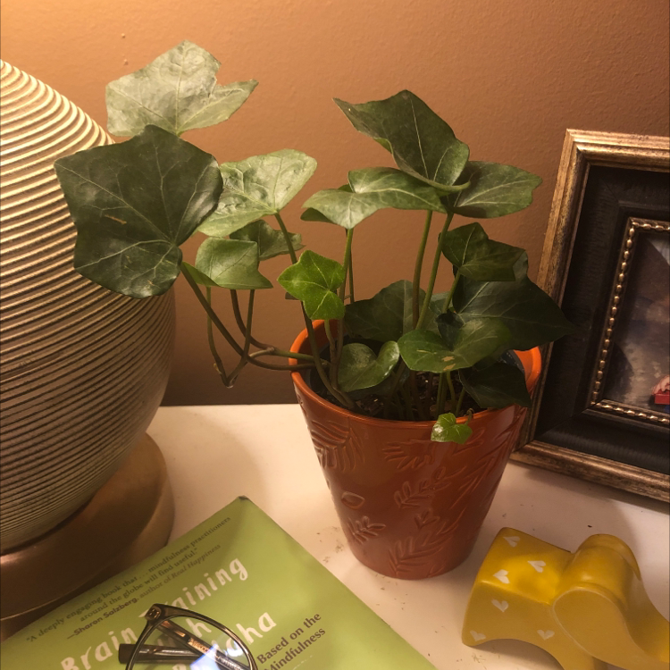 English Ivy plant photo by @ginaciminelli named Kit <3 on Greg, the plant care app.