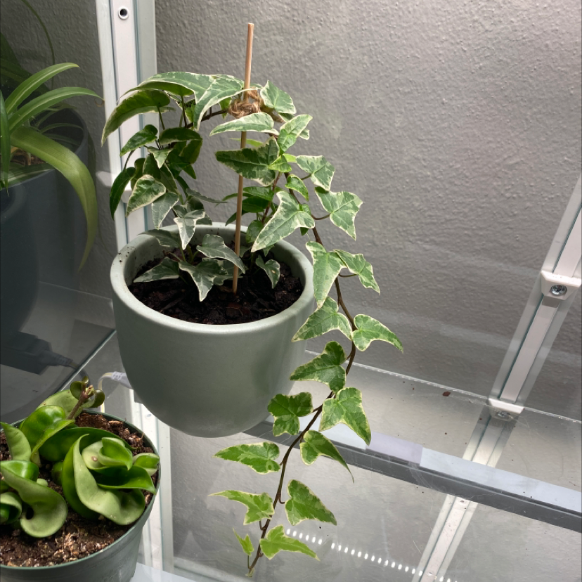 Photo of the plant species variegated ivy by @Chicabam named Variegated ivy on Greg, the plant care app