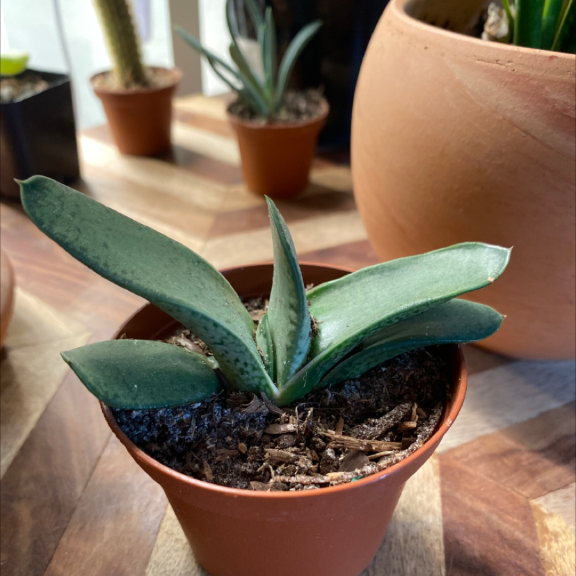Photo of the plant species Gasteria nitidia var. armstrongii by @Chicabam named Cow’s tongue on Greg, the plant care app