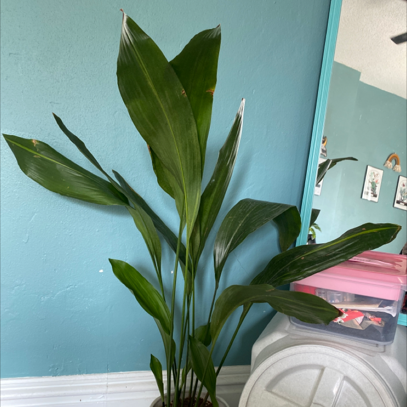 Cast Iron Plant plant photo by @Chicabam named Cast Iron on Greg, the plant care app.