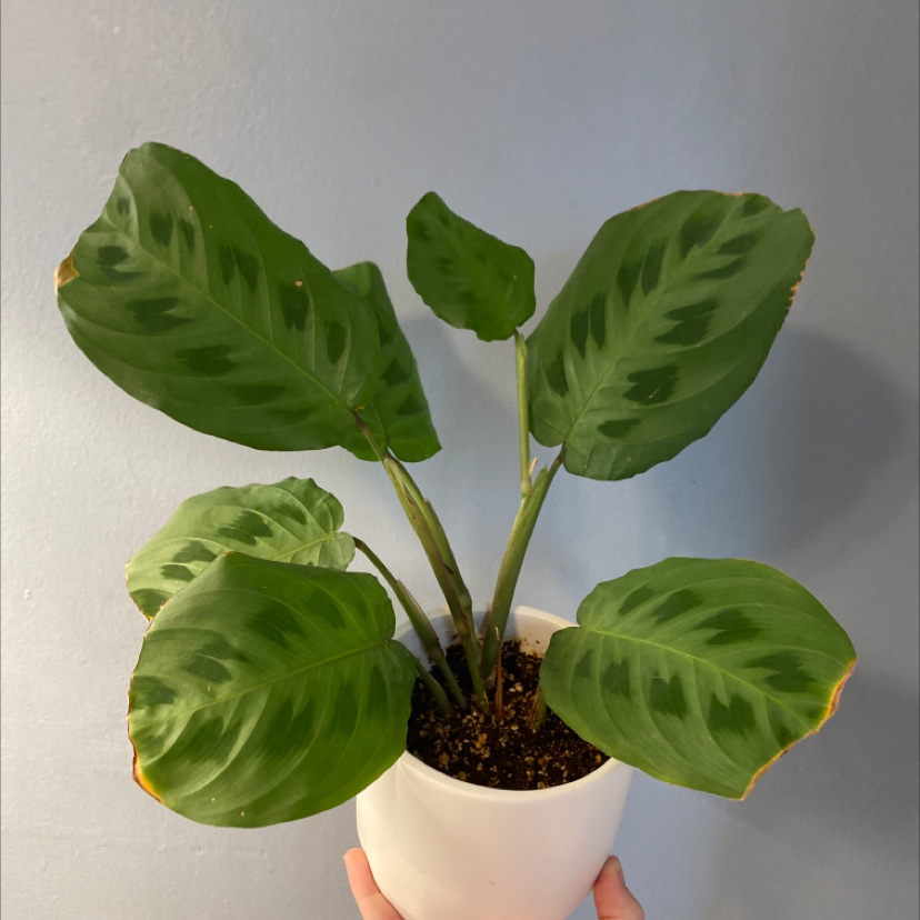 Variegated Prayer Plant in a white pot with slight browning on leaf edges.