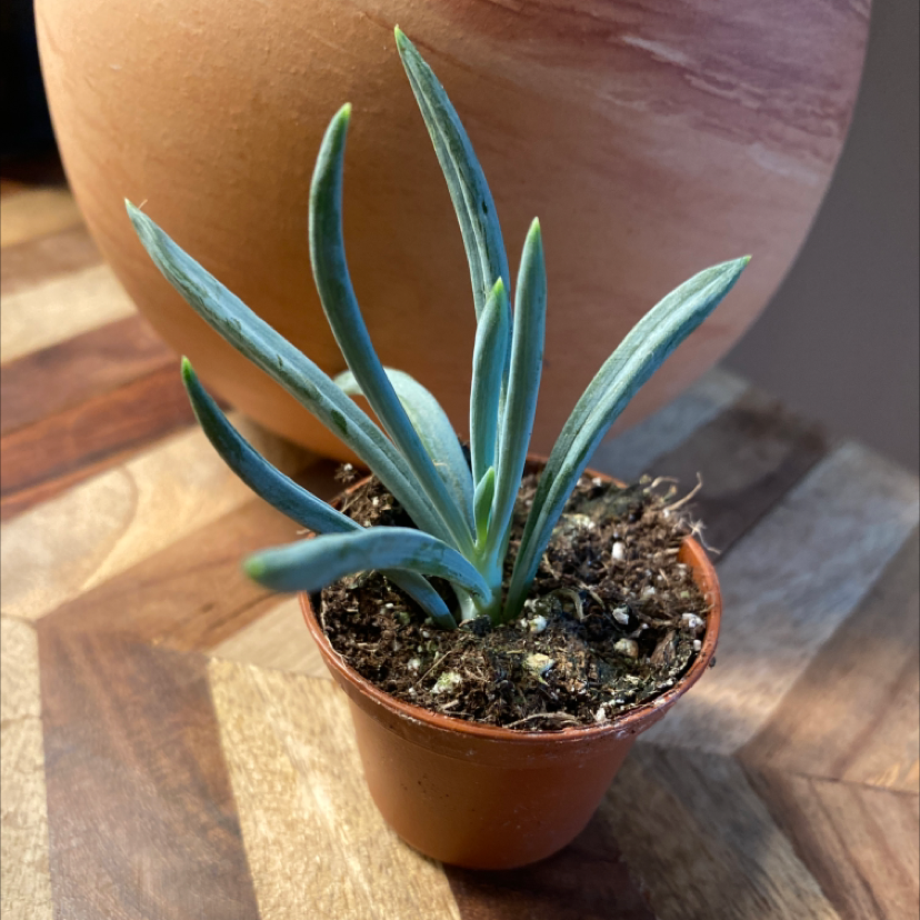 Photo of the plant species Blue Chalksticks by @Chicabam named Blue chalksticks on Greg, the plant care app