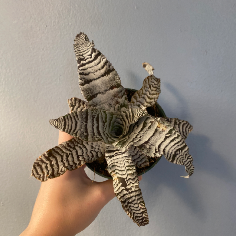 Photo of the plant species Zebra Plant by @Chicabam named Zebra plant on Greg, the plant care app