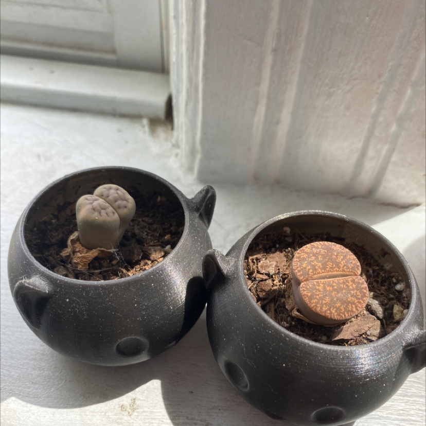 Photo of the plant species Rubra Lithops by @Chicabam named Lithops on Greg, the plant care app