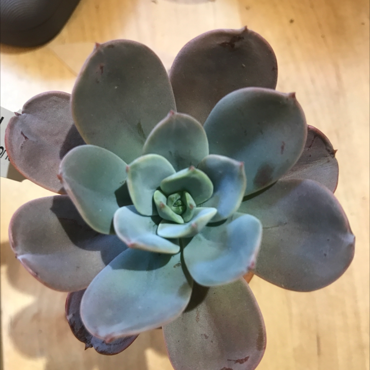 Photo of the plant species Echeveria 'Blue Prince' by @Tinyurbanfarmer named Echeveria Blue Prince on Greg, the plant care app
