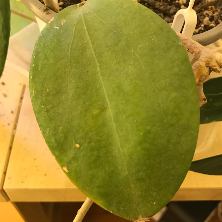 Close-up of a Sweetheart Hoya leaf with minor blemishes, soil visible in the background.