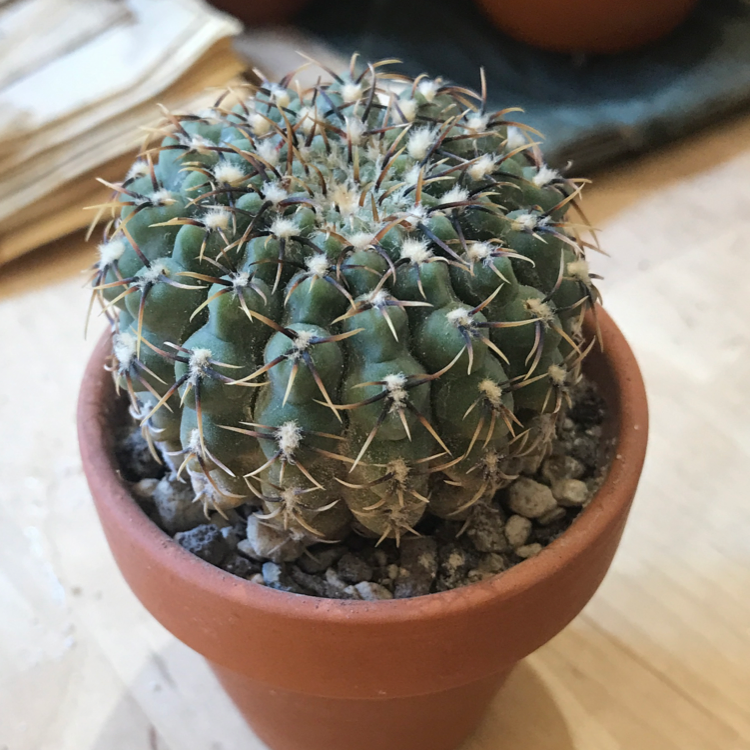 Photo of the plant species Rose Plaid Cactus by @Tinyurbanfarmer named Gymnocalycium quehlianum on Greg, the plant care app