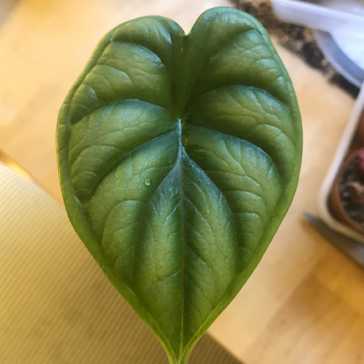 Close-up of a healthy Alocasia 'Dragon Scale' leaf with prominent veining.