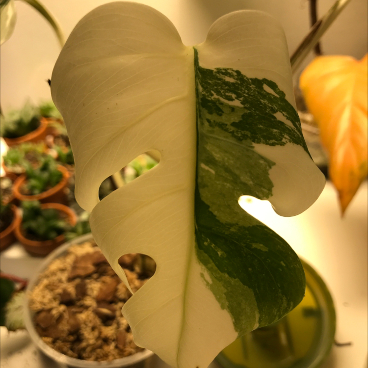 Monstera 'Albo' leaf with variegation, other plants and soil visible in background.