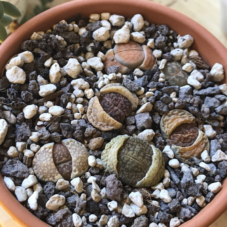 Photo of the plant species Lithops bromfieldii by @Tinyurbanfarmer named Mixed Lithops spp. on Greg, the plant care app
