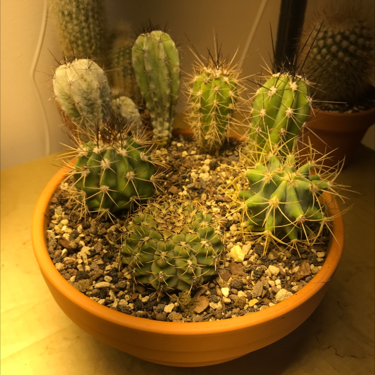 Photo of the plant species Rose Plaid Cactus by @Tinyurbanfarmer named Cactus pot on Greg, the plant care app