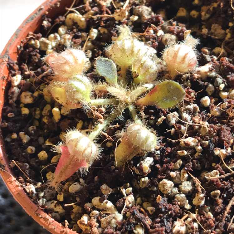 Photo of the plant species Australian Pitcher Plant by @Tinyurbanfarmer named Cephalotus follicularis on Greg, the plant care app