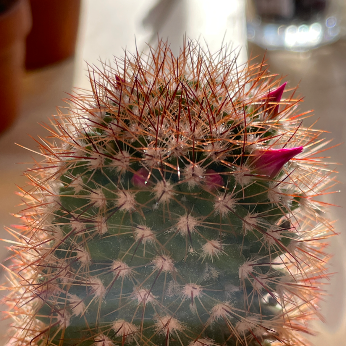 Spiny Pincushion Cactus with prominent spines and pink buds, indicating flowering.