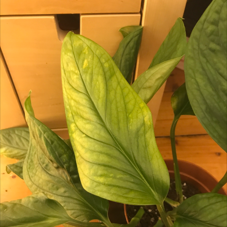 Photo of the plant species Five Holes Plant by @Tinyurbanfarmer named Monstera Pinnatipartita on Greg, the plant care app
