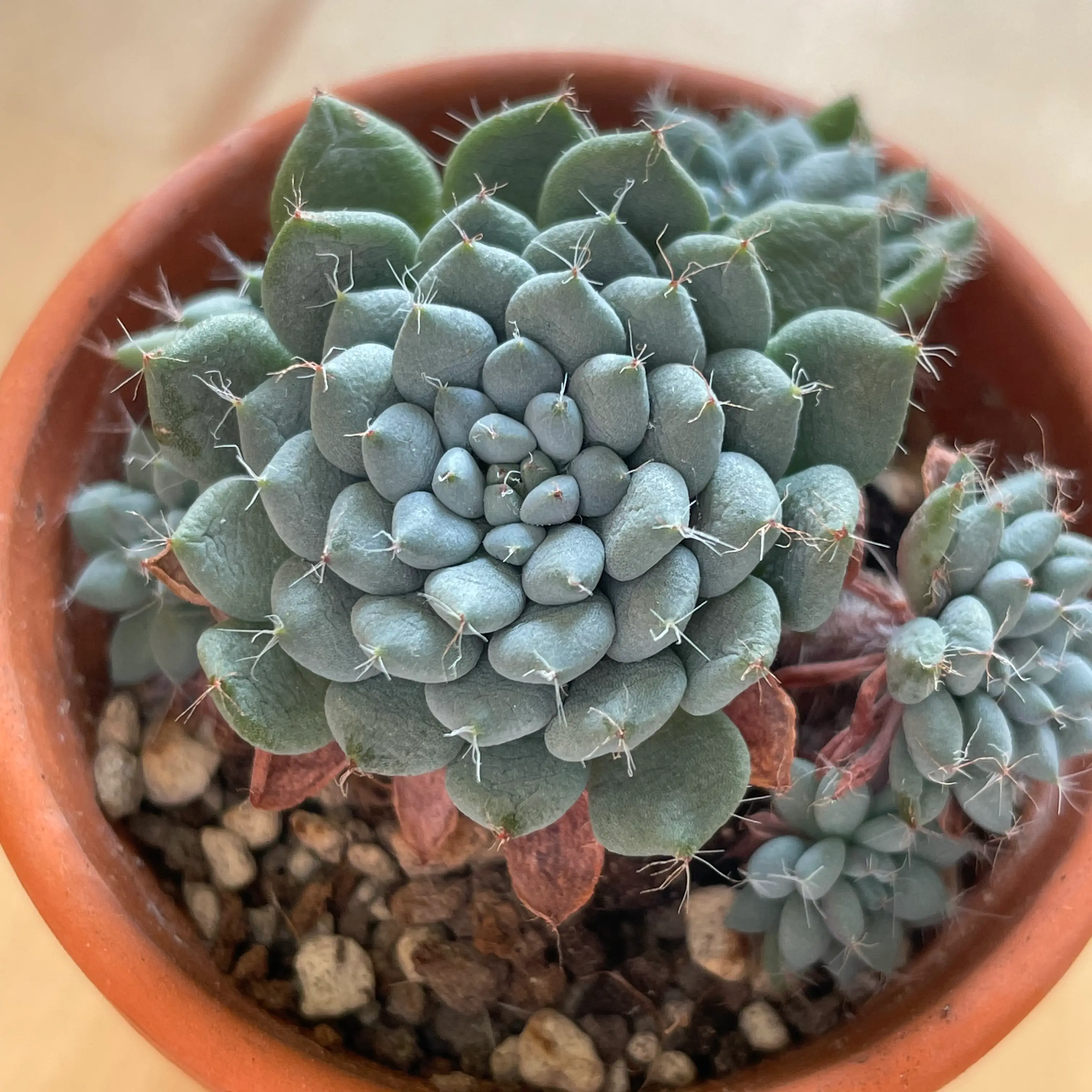 Photo of the plant species Firecracker Plant by @Tinyurbanfarmer named Echeveria rundelli (sedosa) on Greg, the plant care app