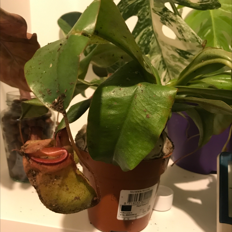 Potted Tropical Pitcher Plant with visible pitcher and some leaf damage. Background includes other plants.