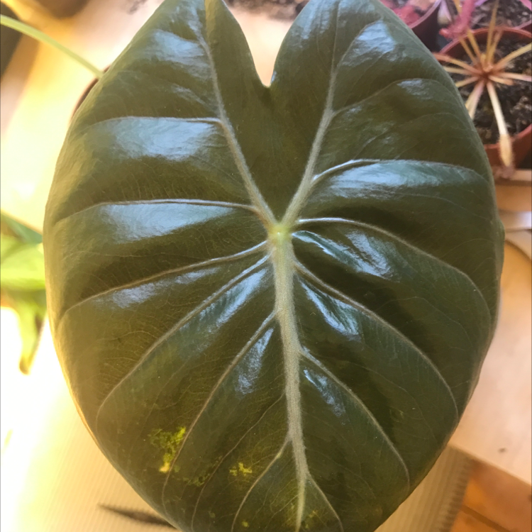 Photo of the plant species Alocasia Pink Dragon by @Tinyurbanfarmer named Small Pink Dragon on Greg, the plant care app