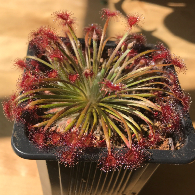 Photo of the plant species Sundew by @Tinyurbanfarmer named Drosera lanata on Greg, the plant care app