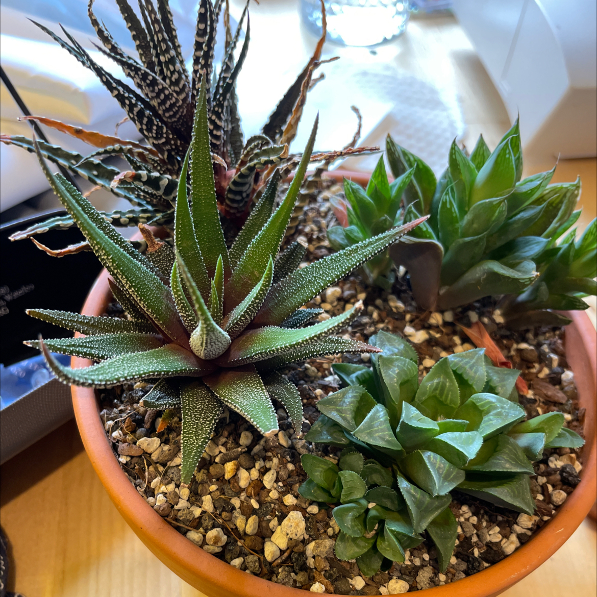 Potted arrangement of healthy Haworthiopsis coarctata and other succulents with visible soil.