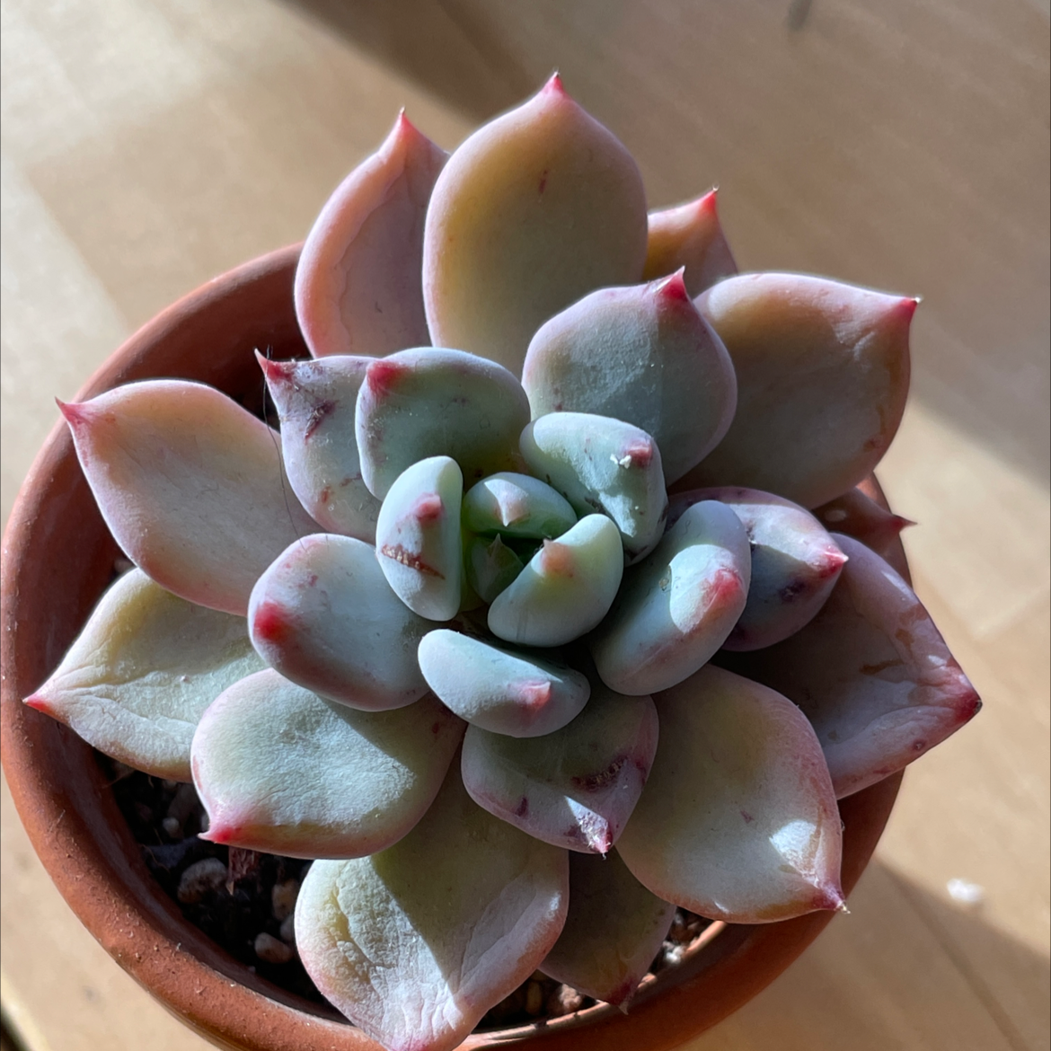 Photo of the plant species Draco Echeveria by @Tinyurbanfarmer named Echeveria draco on Greg, the plant care app