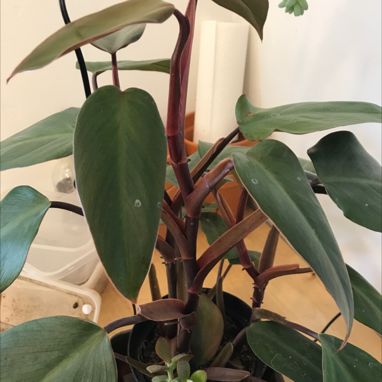Healthy Blushing Philodendron plant with large green heart-shaped leaves and red stems in a nursery pot, well-framed photo.