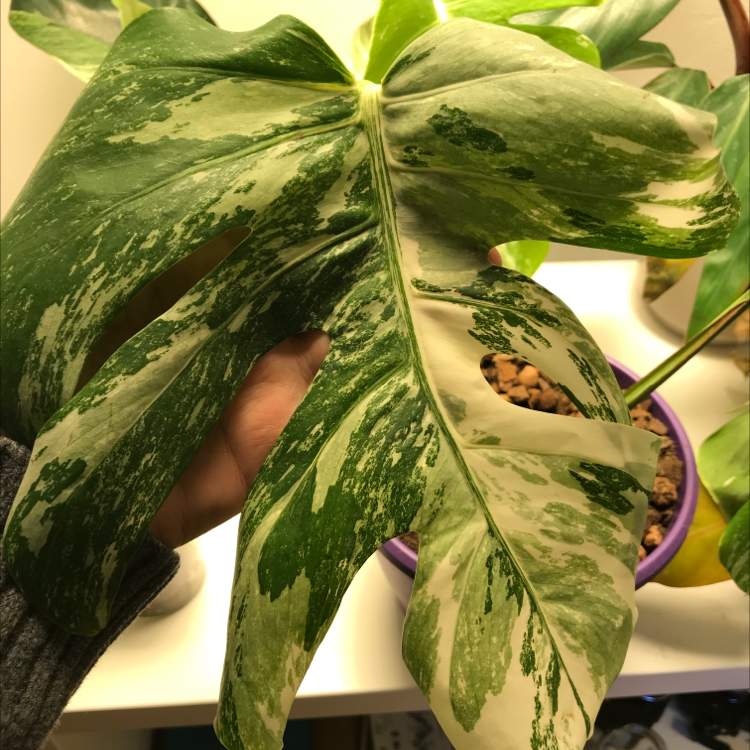 Variegated Monstera leaf with prominent variegation, held by a hand.