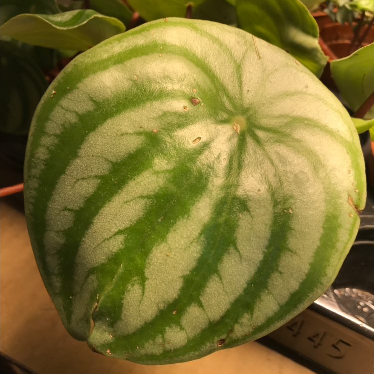 Close-up of a Watermelon Peperomia leaf with minor blemishes.