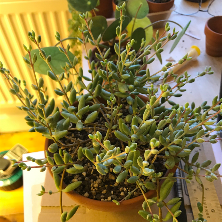 Photo of the plant species Cliff Cotyledon by @Tinyurbanfarmer named Cotyledon pedens on Greg, the plant care app