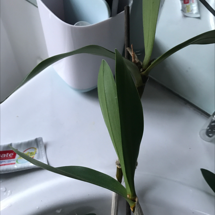 Photo of the plant species Dendrobium Love Memory Fizz by @Tinyurbanfarmer named Dendrobium delicatum on Greg, the plant care app