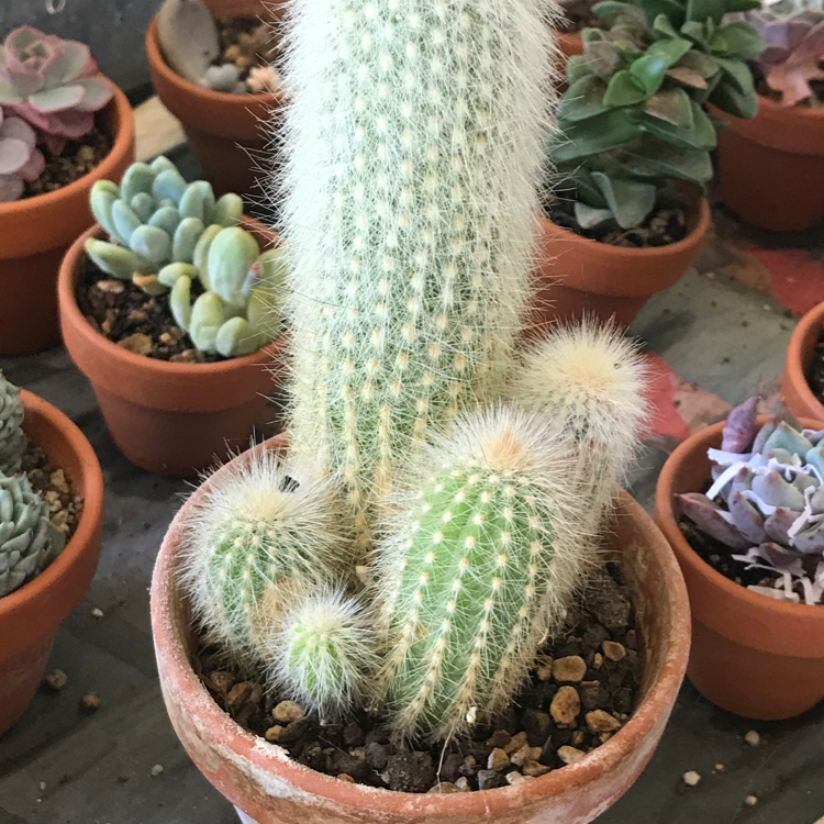 Photo of the plant species Peruvian Old Man Cactus by @Tinyurbanfarmer named Old man cactus on Greg, the plant care app