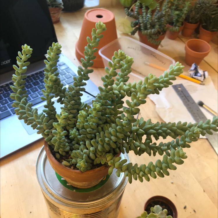 Plant care for Bamboo Orchid on Greg, the plant care app