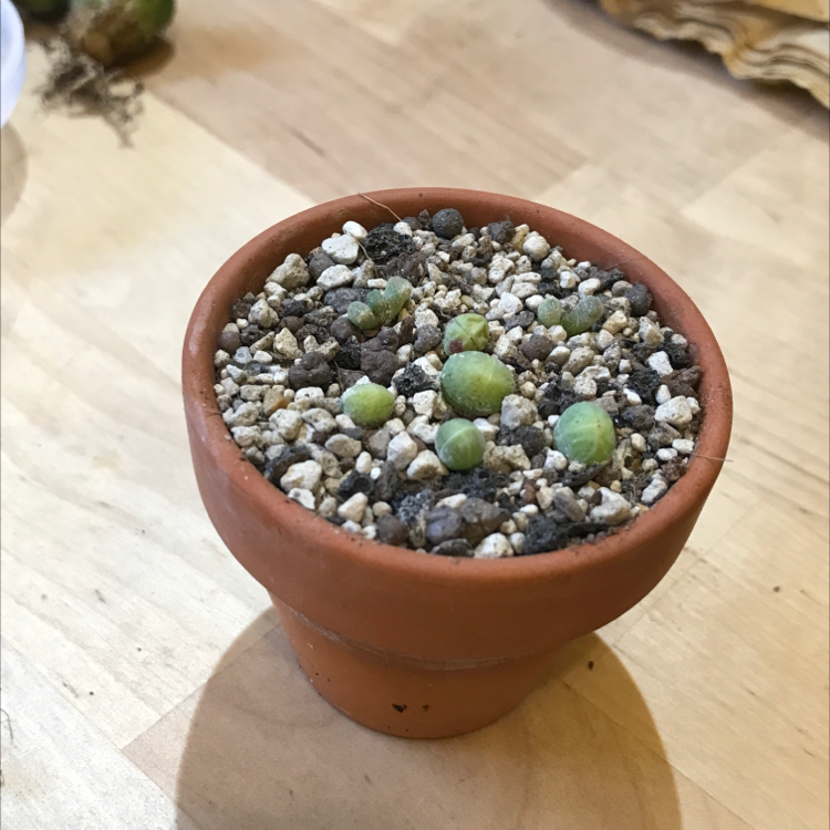 Photo of the plant species Gibbaeum heathii by @Tinyurbanfarmer named Gibbaeum comptonii on Greg, the plant care app