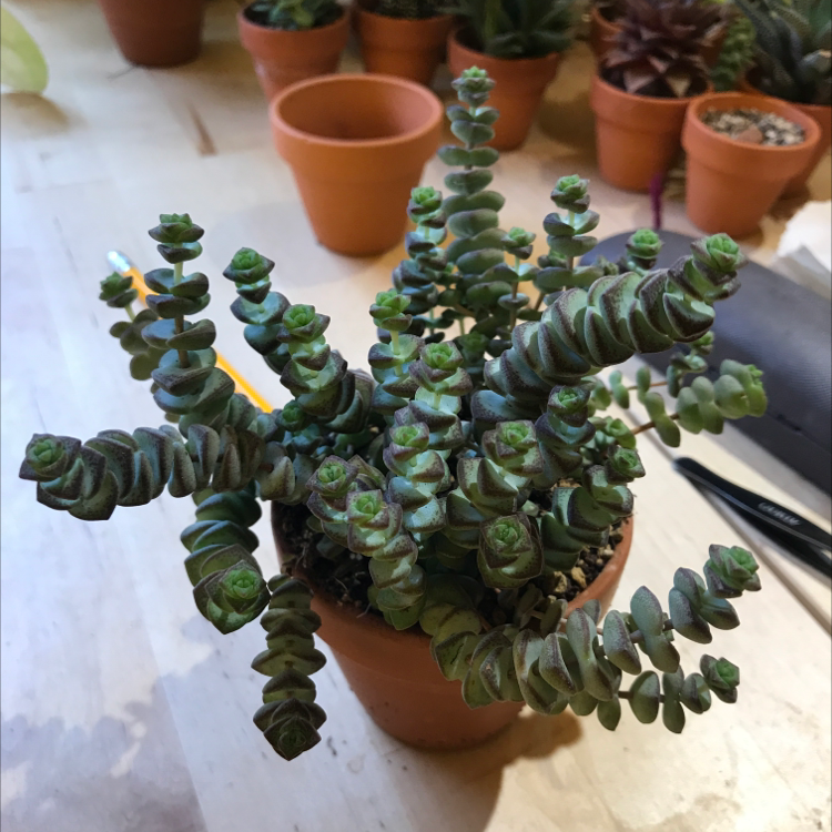 Photo of the plant species Jade Necklace by @Tinyurbanfarmer named Crassula hotentot on Greg, the plant care app