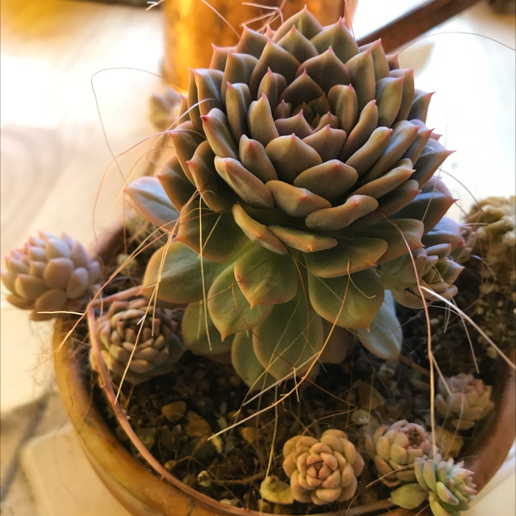 Healthy Echeveria succulent with multiple rosettes in a pot.