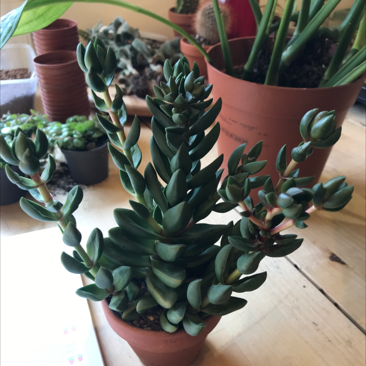 Photo of the plant species Crassula 'Moonglow' by @Tinyurbanfarmer named Crassula moonglow hybrid on Greg, the plant care app