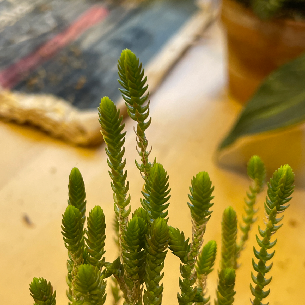 Close-up of a healthy Rattail Crassula plant with vibrant green leaves.