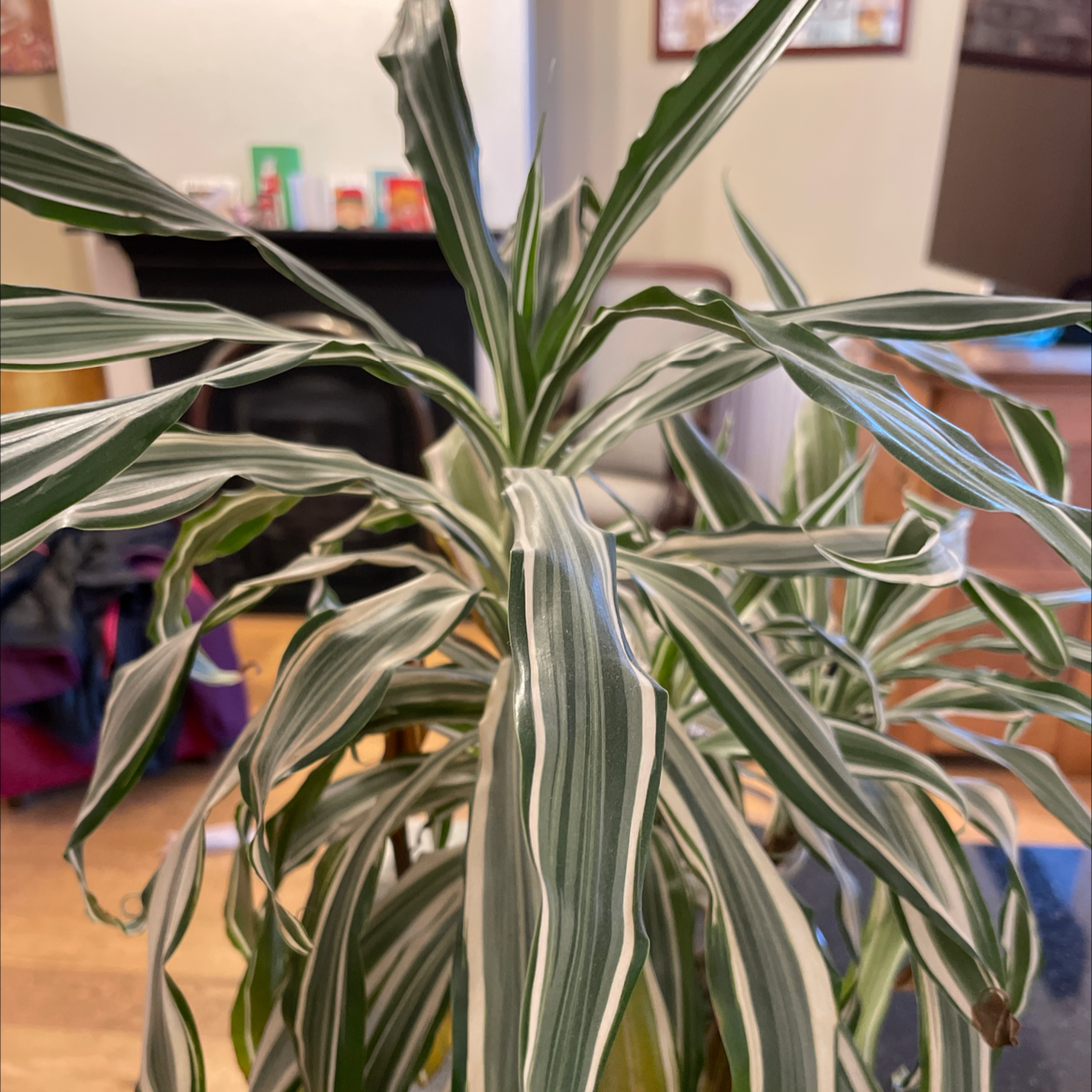 Dracaena 'Warneckii' plant with white and green striped leaves indoors.