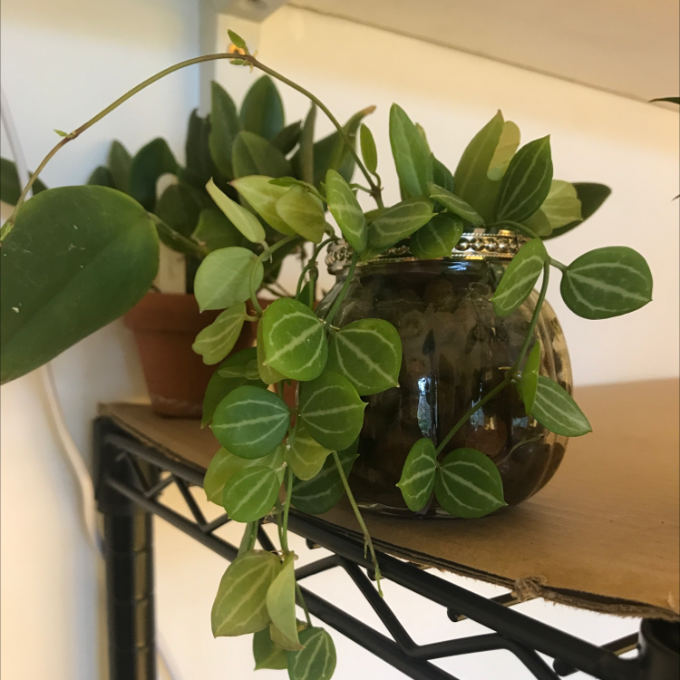 Watermelon Dischidia plant in a small glass container with healthy green leaves.