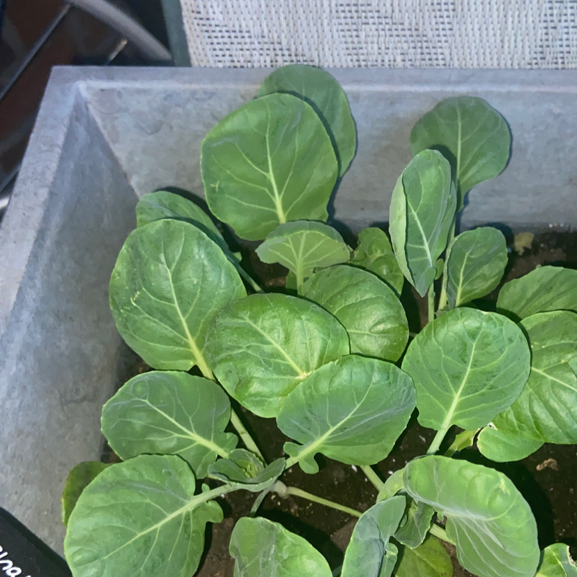Healthy young collard green or kale seedlings growing densely in a rectangular planter, with vibrant green leaves free of discoloration or damage.