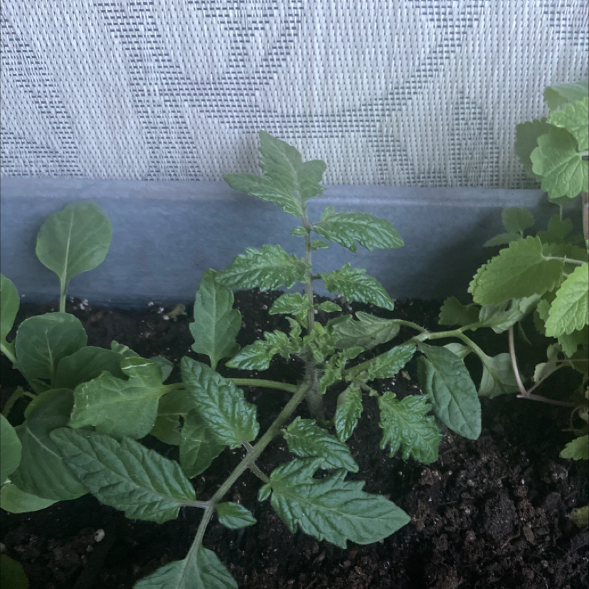 Tomato Plant plant photo by Andrea named ￼ Tom Nook on Greg, the plant care app.
