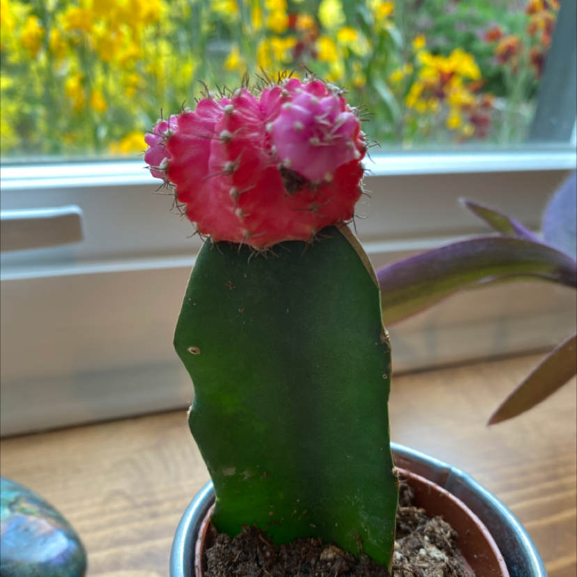 Moon Cactus plant photo by @phoebejl named moon baby on Greg, the plant care app.